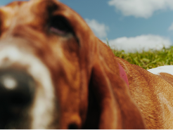 Hush Puppies AU Image